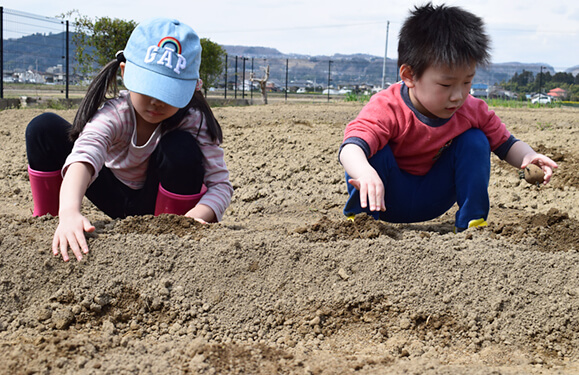 じゃがいも（種芋）植えの様子写真を紹介しています