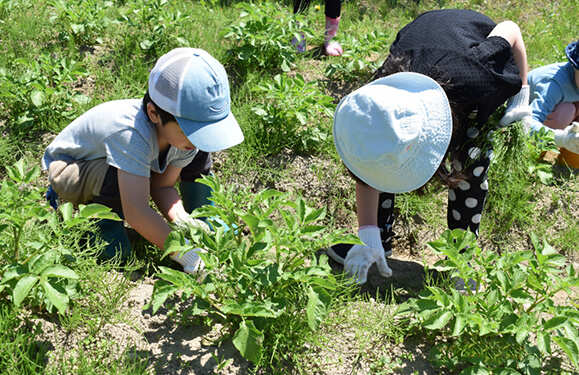 畑の草取りの様子写真を紹介しています
